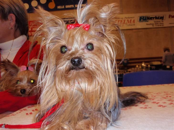 Yorkshire terrier Benjamin vom Autal billede 1