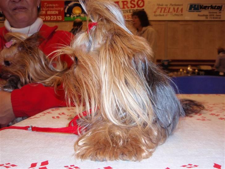 Yorkshire terrier Benjamin vom Autal billede 2