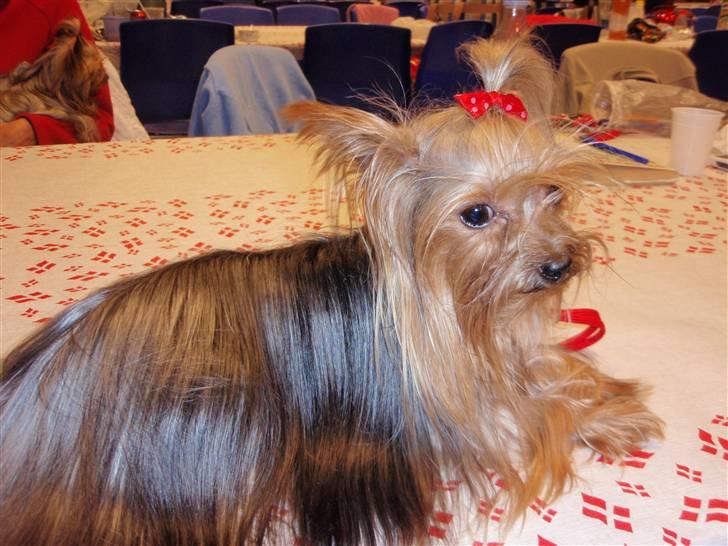 Yorkshire terrier Benjamin vom Autal billede 3