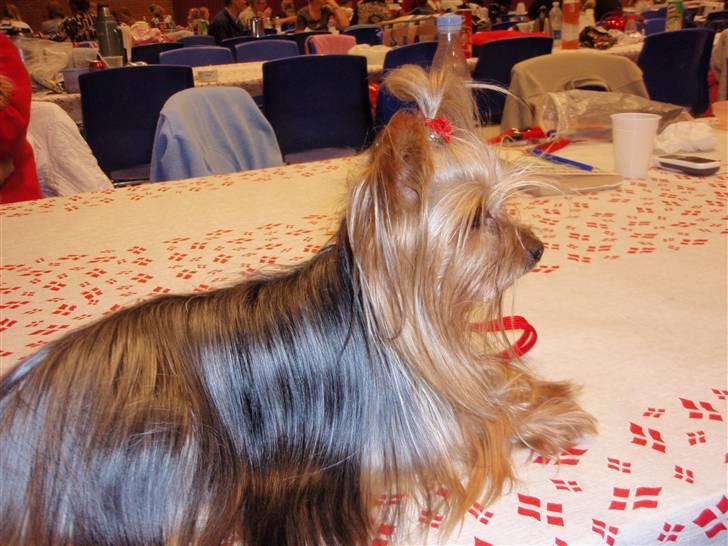 Yorkshire terrier Benjamin vom Autal billede 4