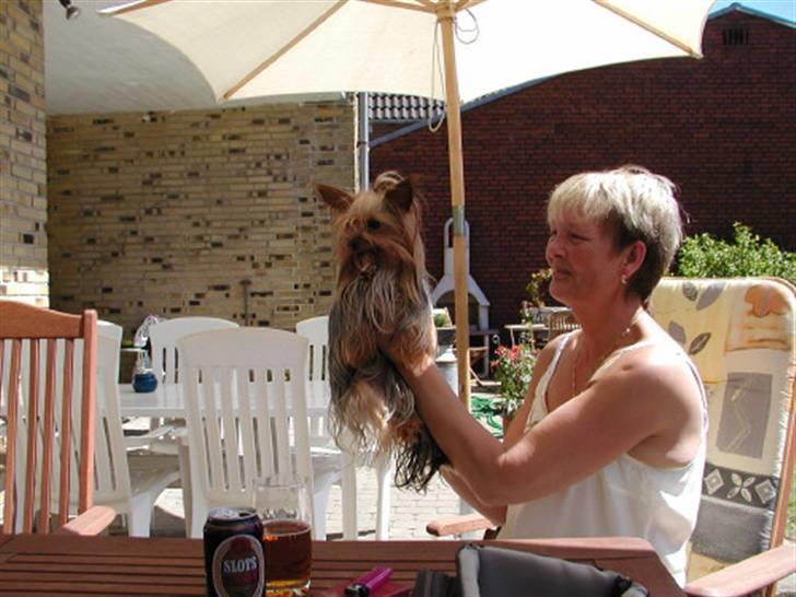 Yorkshire terrier Benjamin vom Autal billede 5