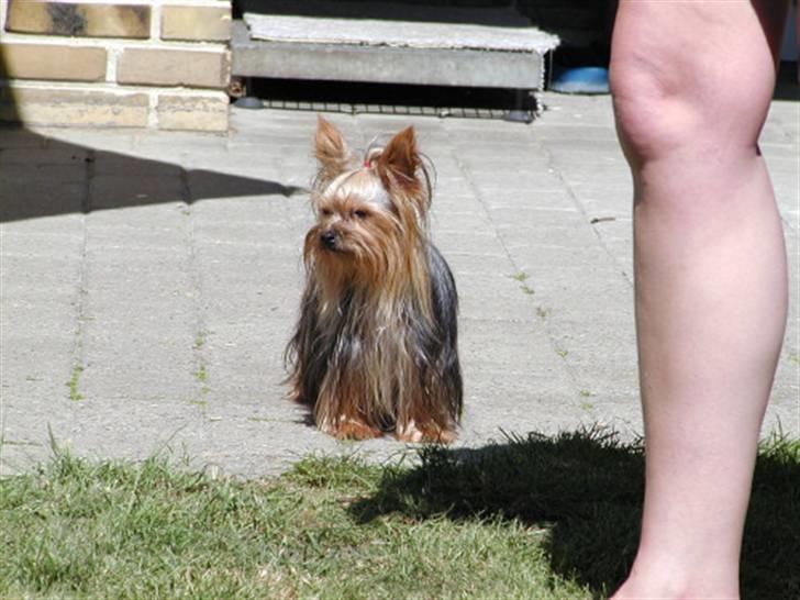 Yorkshire terrier Benjamin vom Autal billede 6