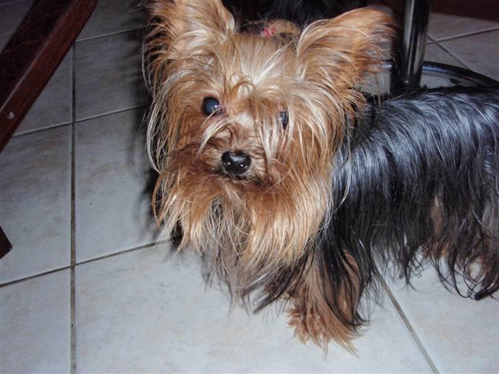 Yorkshire terrier Benjamin vom Autal billede 7