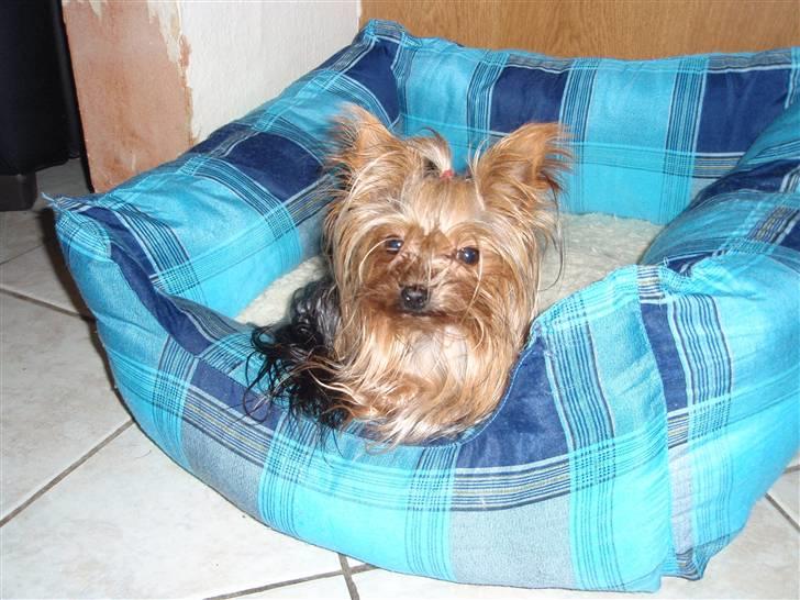 Yorkshire terrier Benjamin vom Autal billede 8