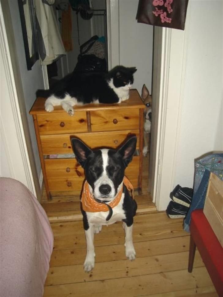 Blanding af racer ast/Karelsk Budda billede 9