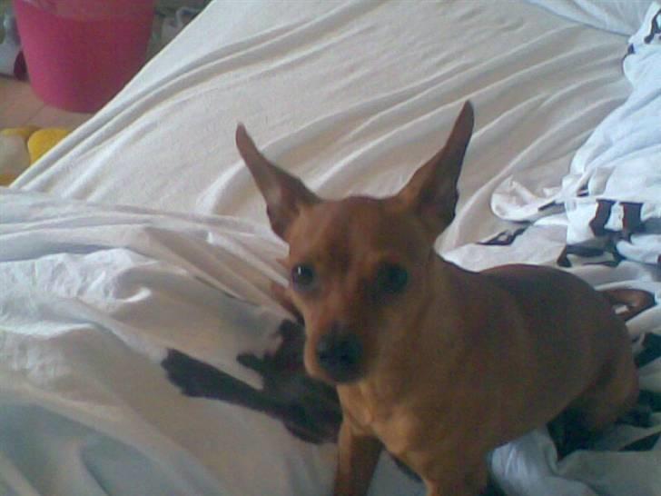 Dvaergpinscher Albert - Mit fulde navn er Albert Dex Kristoffersen billede 7