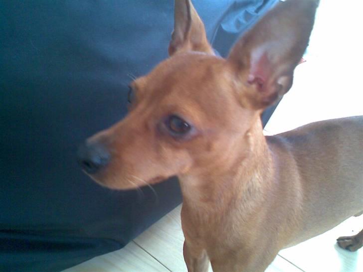 Dvaergpinscher Albert - Godag! billede 8