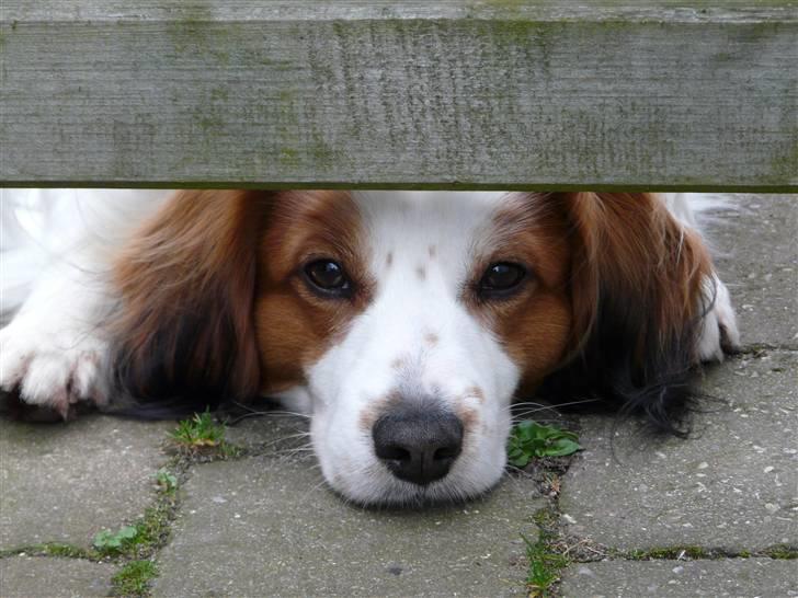 Kooikerhondje Milo (Moffe's Milo) - Venter på far... billede 10