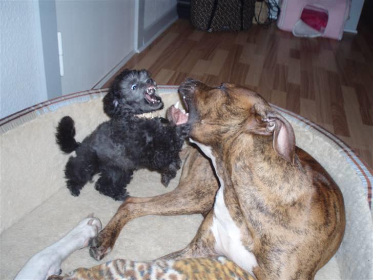 Toypuddel Dina - Hehe.. Det fedeste billede! Baby toy banker amstaff;) billede 14