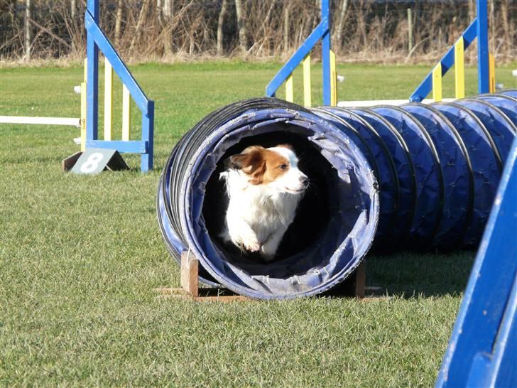 Kooikerhondje Milo (Moffe's Milo) - Milo er en rigtig aglityhund billede 11