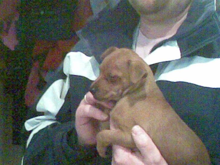 Dvaergpinscher Tyson - Her er jeg inden jeg blev købt billede 9