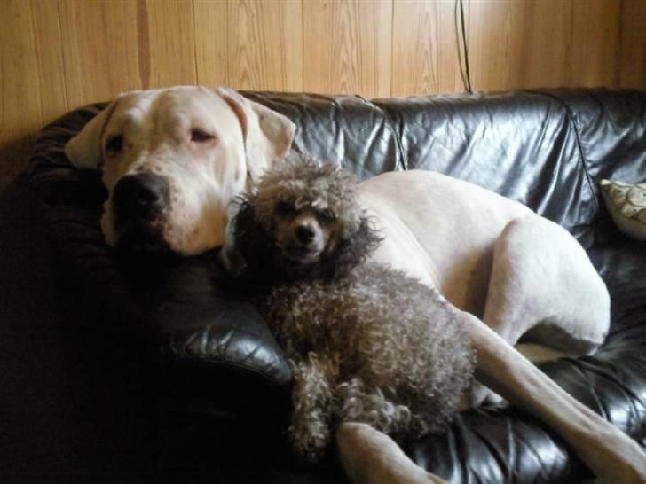 Toypuddel Dina - Og  man putter altså bare bedst, når man er to;) billede 15