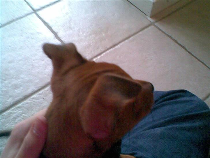 Dvaergpinscher Tyson - Hej jeg er Tyson billede 10