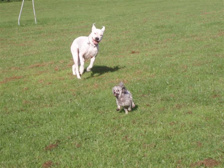 Toypuddel Dina billede 16