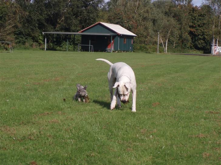 Toypuddel Dina billede 17