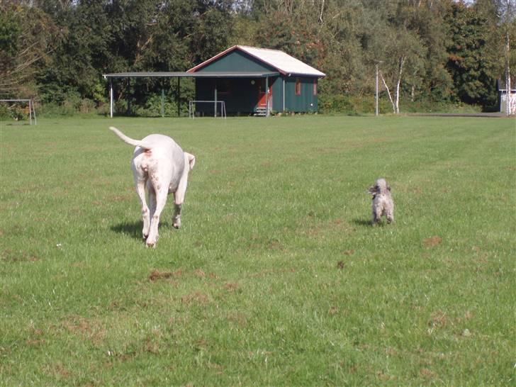 Toypuddel Dina billede 18