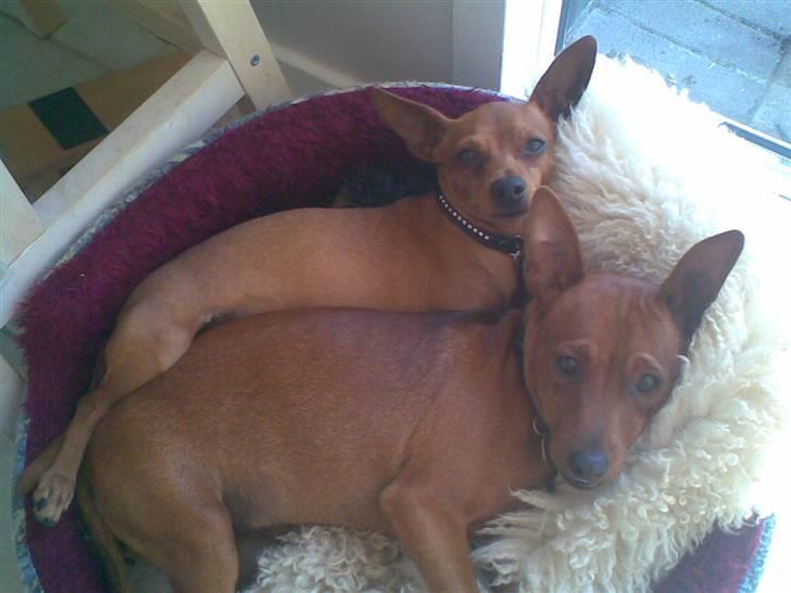 Dvaergpinscher Tyson - Mig og Albert billede 11