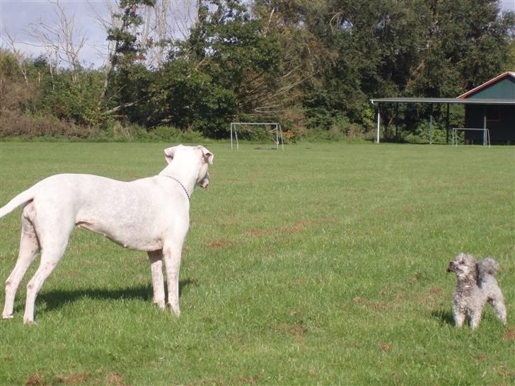 Toypuddel Dina billede 19