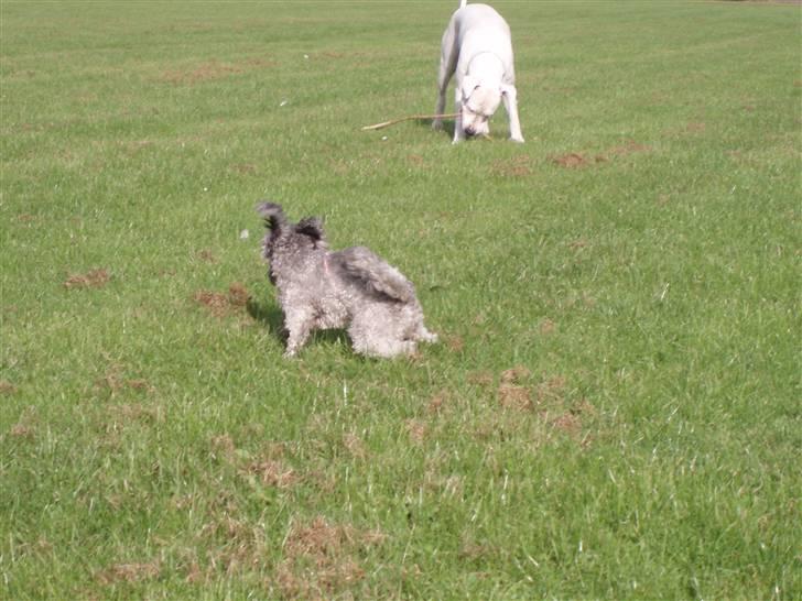 Toypuddel Dina billede 20