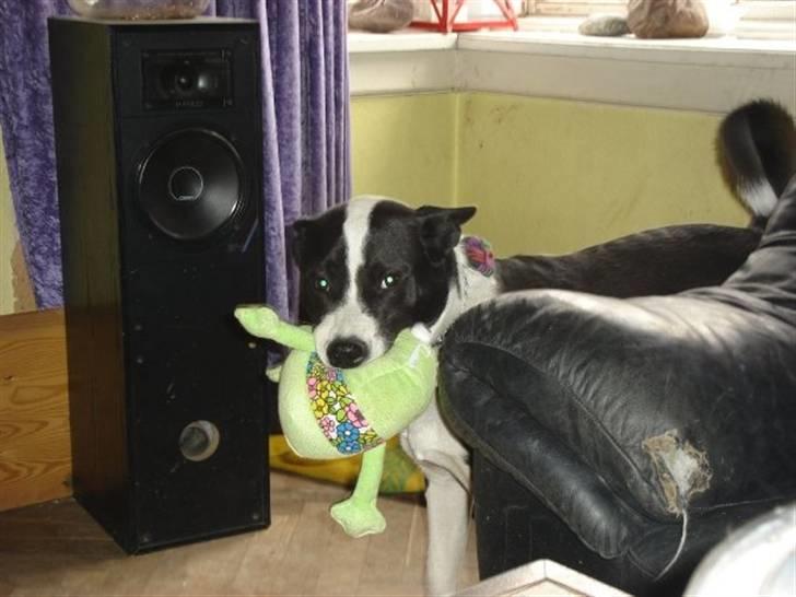 Blanding af racer ast/Karelsk Budda - SE.! jeg har fanget en frø.. billede 10