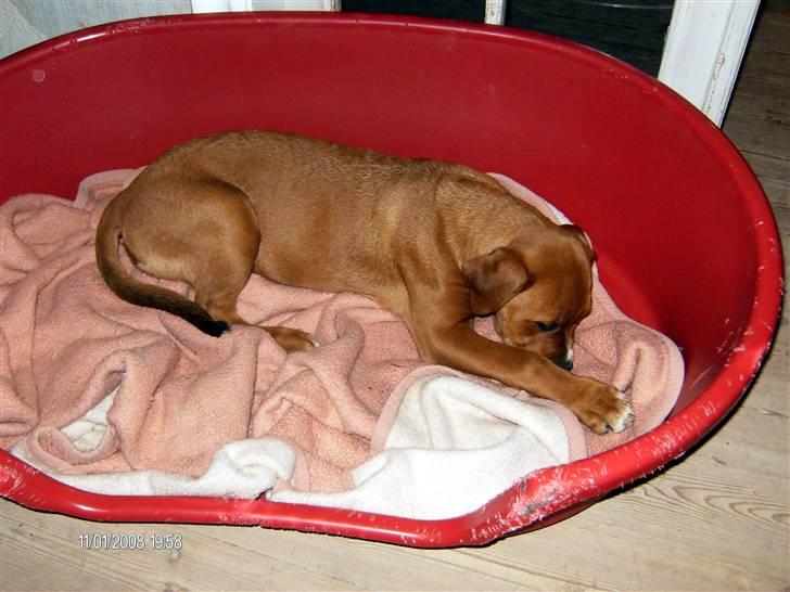 Blanding af racer Liva  billede 14