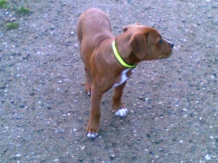 Blanding af racer Liva  billede 15