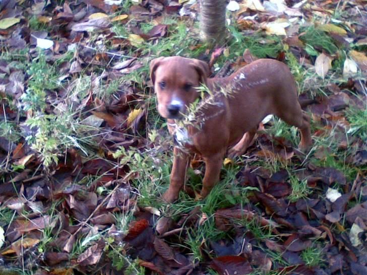 Blanding af racer Liva  billede 16