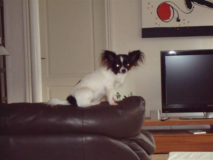 Chihuahua Fendi billede 5