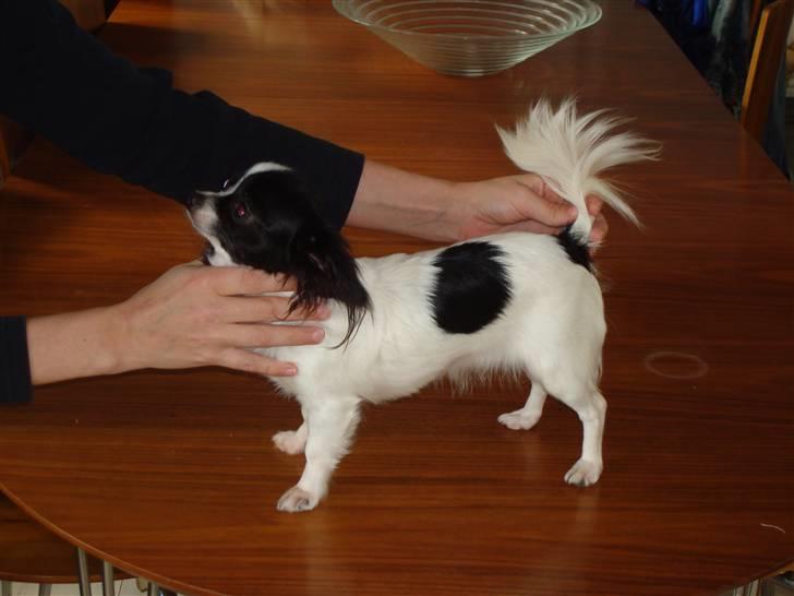 Chihuahua Fendi billede 6