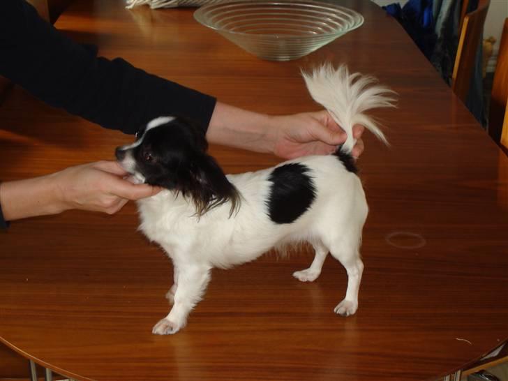 Chihuahua Fendi billede 7