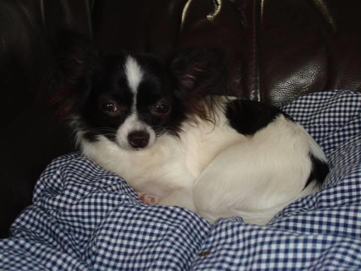 Chihuahua Fendi billede 8