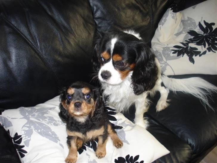 Cavalier king charles spaniel Ania - her er jeg så sammen med min nye ven charlie..vi hygger os rigtigt..og han er bare så sød ved mig. billede 1