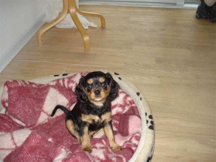 Cavalier king charles spaniel Ania - jeg kan også selv sidde og se dejlig ud.. billede 2
