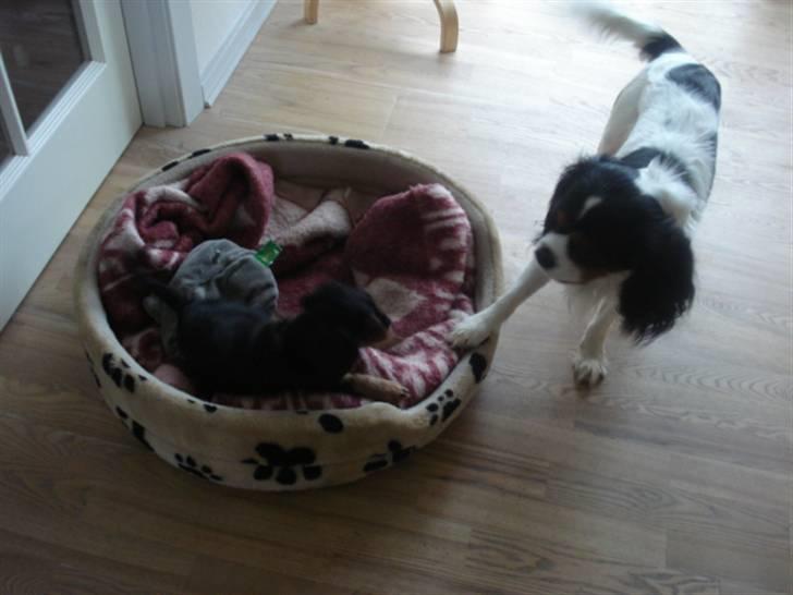 Cavalier king charles spaniel Ania - charlie vil også være med.. billede 3