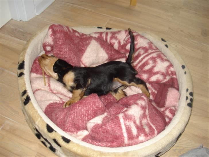 Cavalier king charles spaniel Ania - flader lige lidt ud.. billede 4