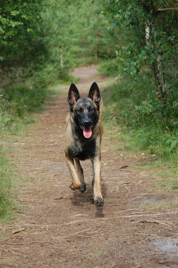 Malinois Honda van de Duretorre billede 1