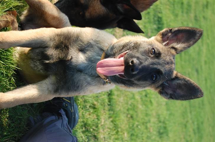 Malinois Honda van de Duretorre billede 2