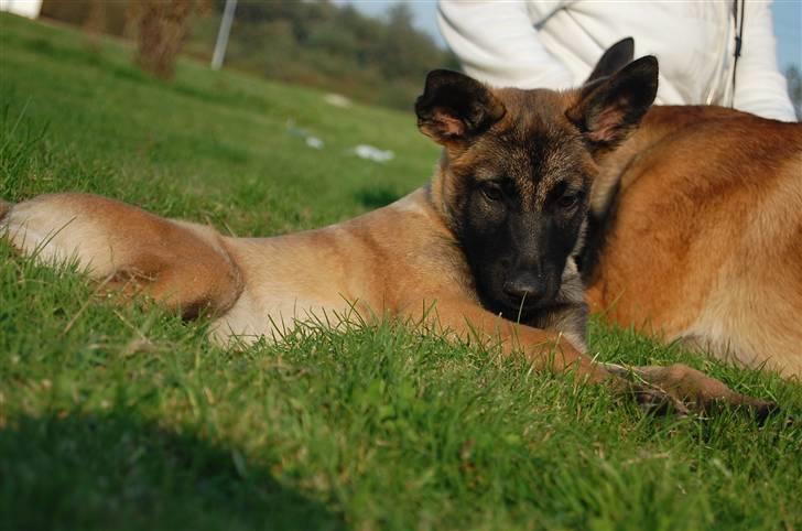 Malinois Honda van de Duretorre billede 3