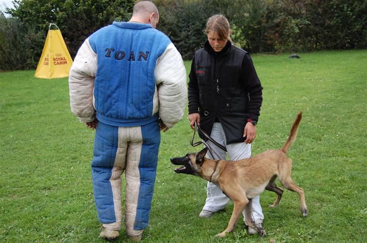 Malinois Crazy billede 4