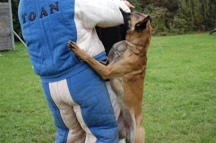 Malinois Crazy billede 5