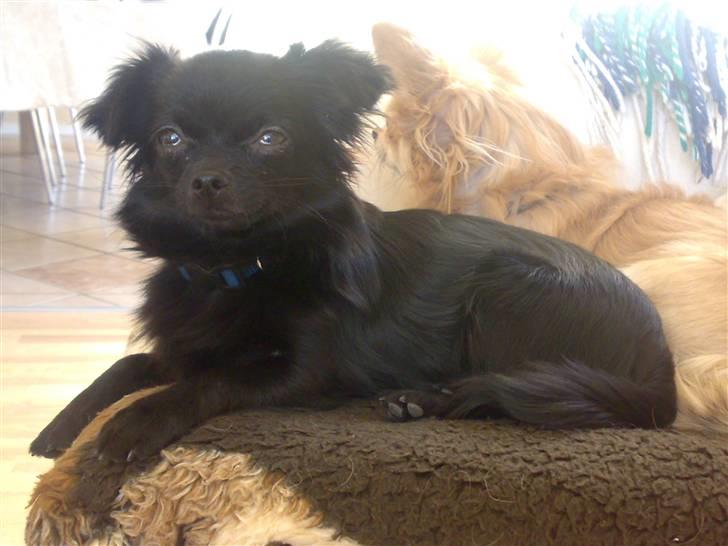 Chihuahua ¤*¨¨*¤.Nuckar.¤*¨¨*¤ - Velkommen - ALLE BILLEDER ER PRIVATE OG MÅ IKKE KOPIERS  billede 1