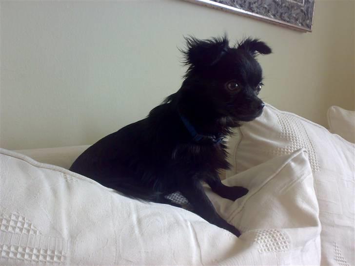 Chihuahua ¤*¨¨*¤.Nuckar.¤*¨¨*¤ billede 2