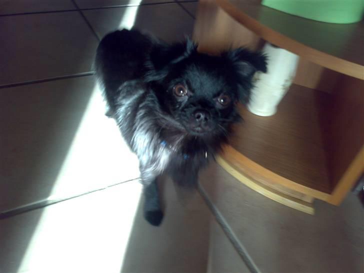 Chihuahua ¤*¨¨*¤.Nuckar.¤*¨¨*¤ billede 3