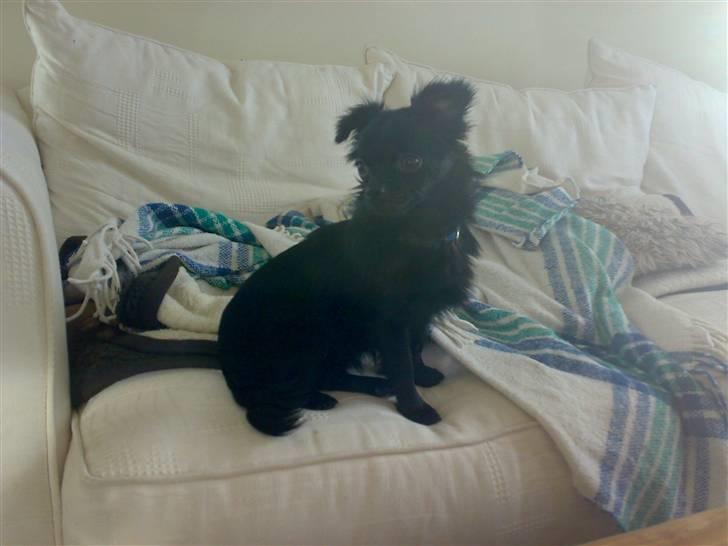 Chihuahua ¤*¨¨*¤.Nuckar.¤*¨¨*¤ billede 4