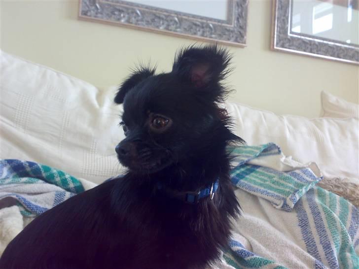 Chihuahua ¤*¨¨*¤.Nuckar.¤*¨¨*¤ billede 5