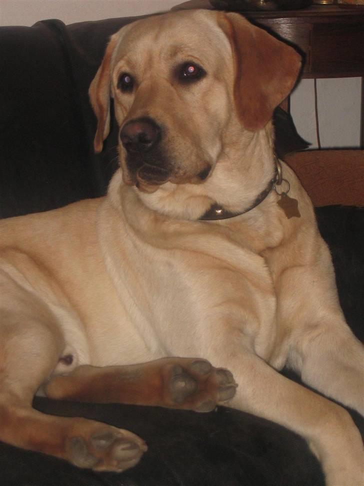 Labrador retriever Balu - Hov.. Hvem sagde noget...?? billede 1