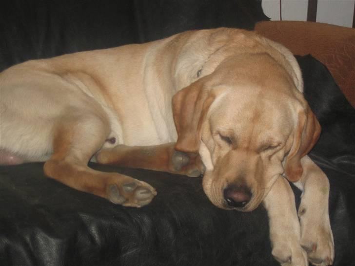 Labrador retriever Balu - Får mig lige en lille skraber på sofaen... billede 2