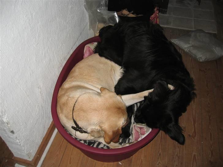 Labrador retriever Balu - En lille hyggestund med Lulu... billede 3
