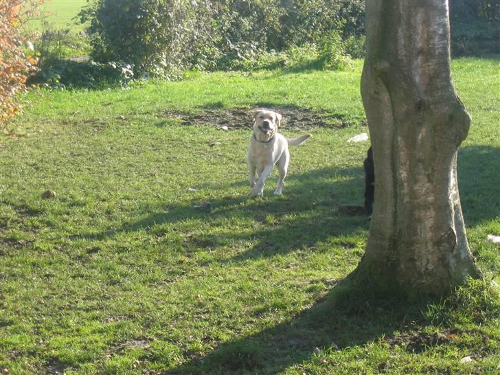 Labrador retriever Balu - Her kommer jeg.... billede 4