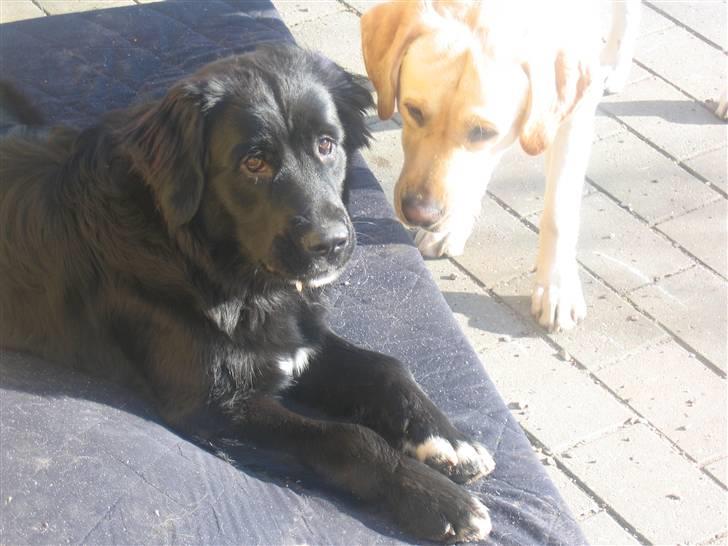 Labrador retriever Balu - Flot par ikk....;) billede 5